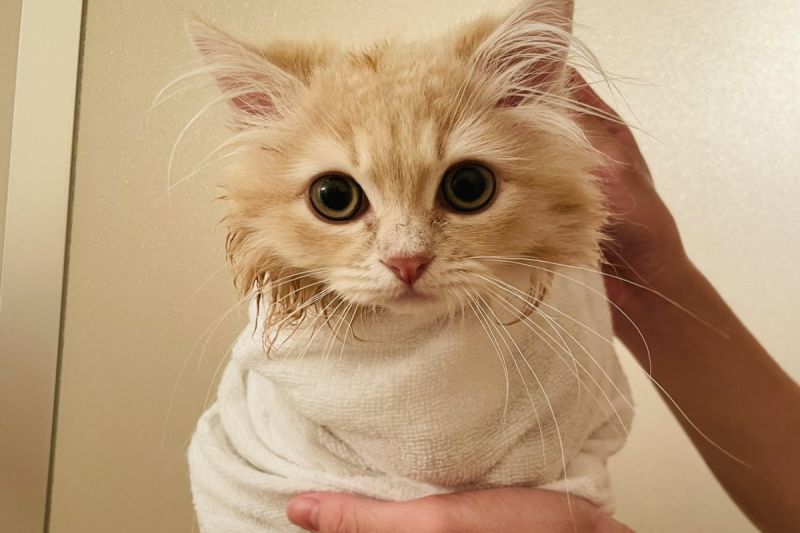 貴妃出浴！貓咪洗澡被奴才「嬰兒包」　網笑：好想外帶
