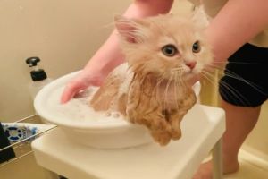 ▲當牠4個多月大時，飼主替牠洗了貓生第一次的澡，牠全程相當鎮定。（圖／推特帳號miru_minuetto）