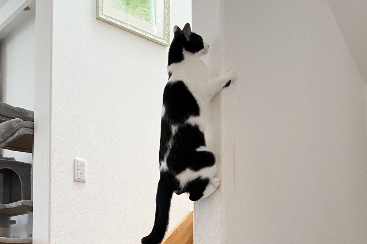 ▲日本網友家中出現「新品種蟬」，毛毛手臂爬牆超有力，網笑：「這種我可以」。（圖／Twitter：fuji_ayako）