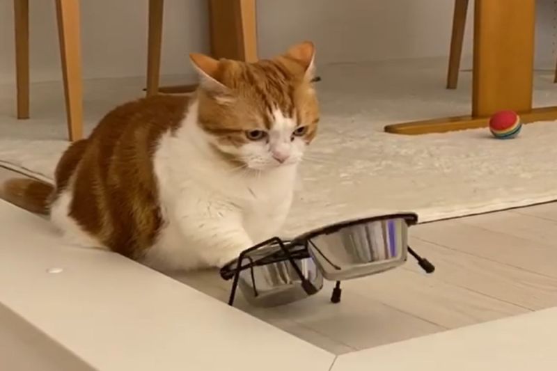 ▲日本一隻貓咪肚子餓就會「敲碗催飯」。（圖／IG帳號kosuke_maeda0103）