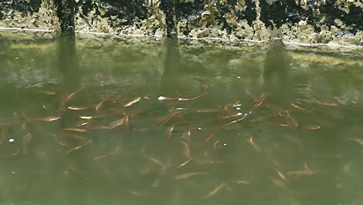 ▲議員簡煥宗今天接獲民眾反應鼓山滯洪池出現外來魚種魚虎，獵食過程被稱為「死亡泡泡」，高市府水利局表示，下周清除魚虎。 （圖／議員簡煥宗提供） 