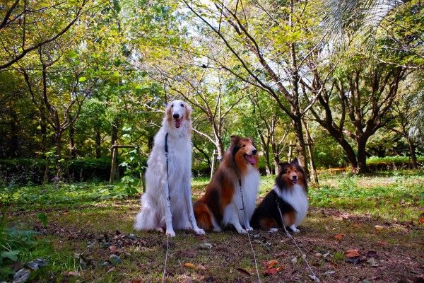 ▲飼主養了三隻狗狗，分別是喜樂蒂牧羊犬「Lassi（右）」、蘇格蘭牧羊犬「Coco（中）」以及蘇俄牧羊犬「Wisner（左）」。（圖／推特帳號Chichiri07120）