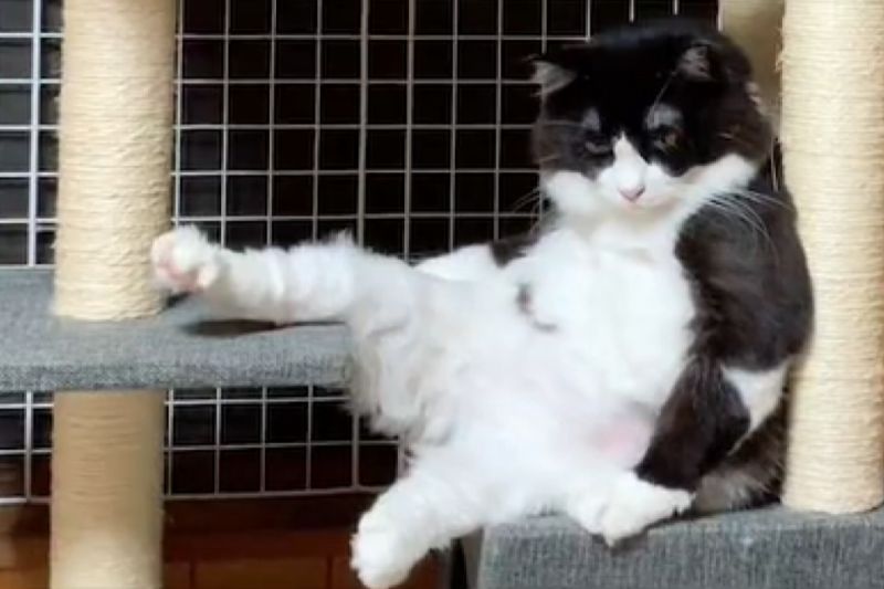 ▲賓士貓在貓跳台上坐姿風情萬種，彷彿再說：「快來哥懷裡躺」。（圖／TiKTok：afuneko）