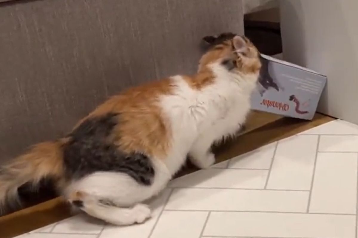 ▲老么三花貓忘記自己已經長大了，執意鑽入小盒子。（圖／Twitter：potechi_nikki）