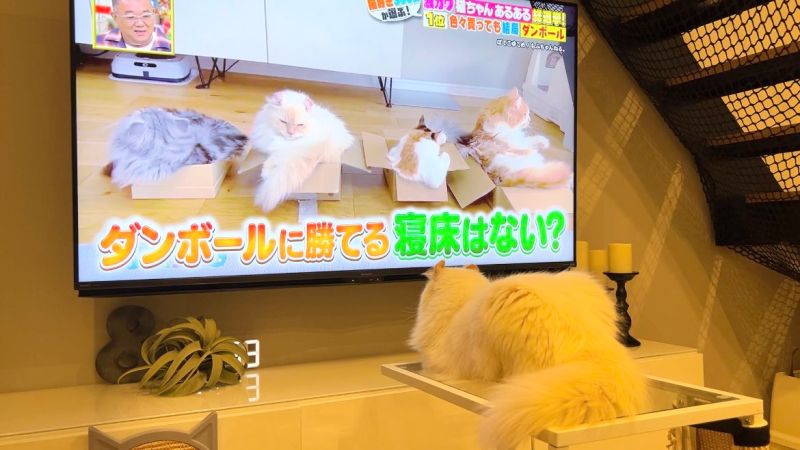▲推主家的四隻貓貓一起上過電視。（圖／Twitter：potechi_nikki）