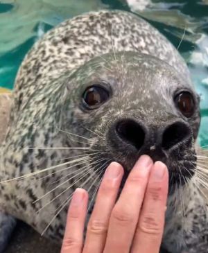 京都水族館內呆呆萌萌的海豹。(圖/Twitter:Kyoto_Aquarium) ▲京都水族館內呆呆萌萌的海豹。(圖/Twitter:Kyoto_Aquarium)