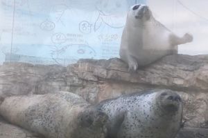 三隻海豹都躺在岸邊休息。(圖/Twitter:Kyoto_Aquarium) ▲三隻海豹都躺在岸邊休息。(圖/Twitter:Kyoto_Aquarium)
