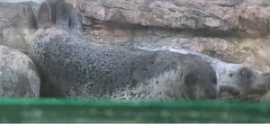 下方海豹:天啊!我招誰惹誰了?(被撞飛)(圖/Twitter:Kyoto_Aquarium) ▲下方海豹:天啊!我招誰惹誰了?(被撞飛)(圖/Twitter:Kyoto_Aquarium)