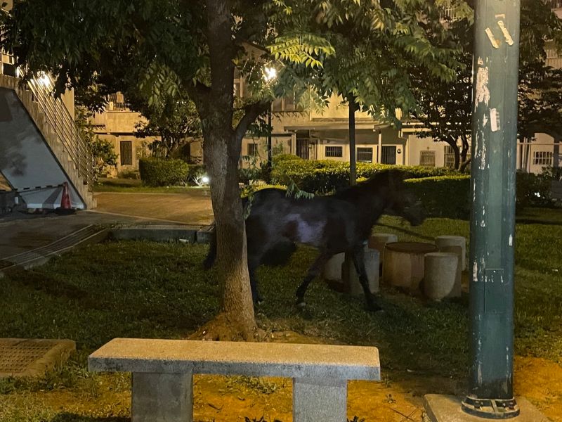 ▲半夜公園裡居然有匹黑色駿馬在悠閒地散步吃草，民眾看見後將照片貼上網路詢問是誰家的馬走失了？（圖／記者李春台翻攝）