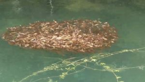 ▲日月潭魚虎進入繁殖期，水面經常出現一群一群的「魚虎球」。（圖／日月潭一等高提供）