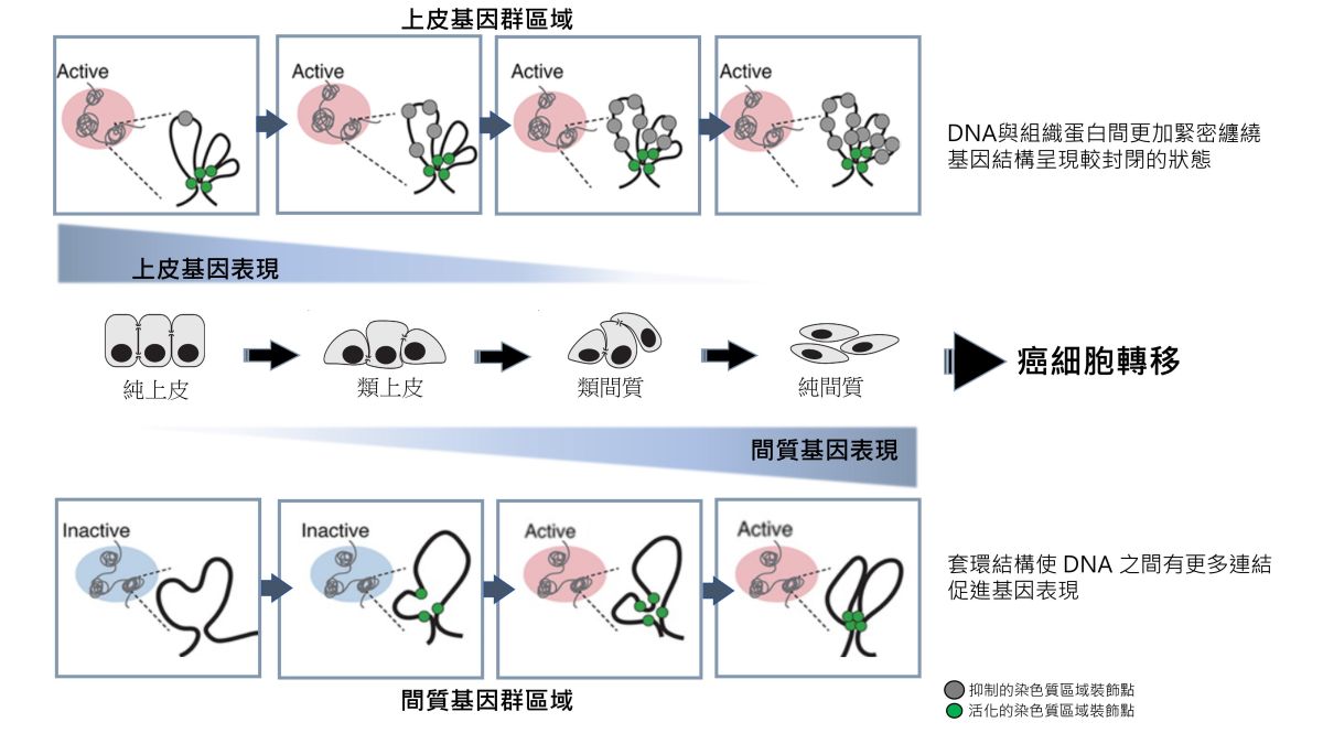 ▲台灣大學醫學系教授黃韻如與團隊鑽研5年，發現基因體在癌細胞潛移過程中的多元機制，成果登上國際期刊《基因體生物學》。（圖／台大提供）