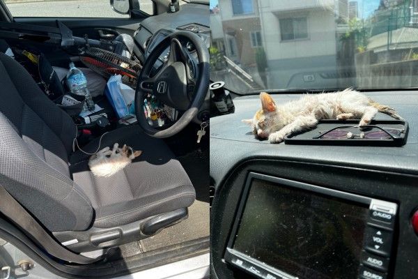 ▲小貓在車上探索一番後，因為太虛弱就直接躺在車內不走。（圖／推特帳號tokkun_com）