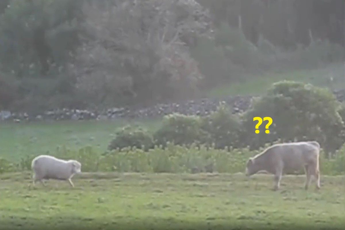 ▲綿羊突然盯著小牛向後退。（圖／推特帳號Laughs_4_All）