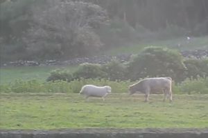▲草地上出現一頭綿羊與一頭小牛。（圖／推特帳號Laughs_4_All）