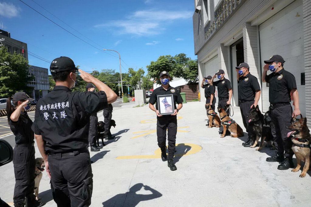 ▲新北市警局警犬隊退役偵爆犬「粗骨」因病過世，6日火化舉行告別式，警犬隊眾人帶著服役中警犬到場列隊，行禮送「粗骨」最後一程。（圖／新北市刑警大隊提供 中央社記者黃旭昇新北市傳真 111年7月6日）