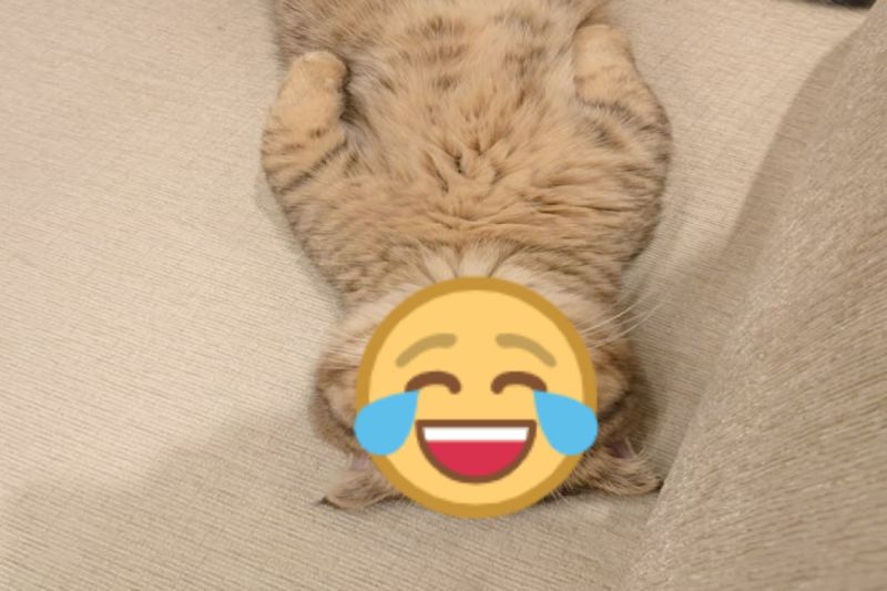 ▲日本一隻貓咪在沙發上躺平熟睡，表情卻相當驚人。（圖／推特帳號ponpokopontanu）