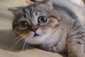 ▲「Tanukichi（たぬ吉）」是一之6個月大的小貓。（圖／推特帳號ponpokopontanu）