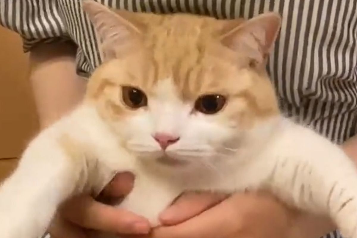 ▲大眼橘白貓討厭抱抱，這次竟願意在人類懷中萌萌抖動，似乎在說：「我就承擔醬子」。（圖／Twitter：munchkin_R1126）