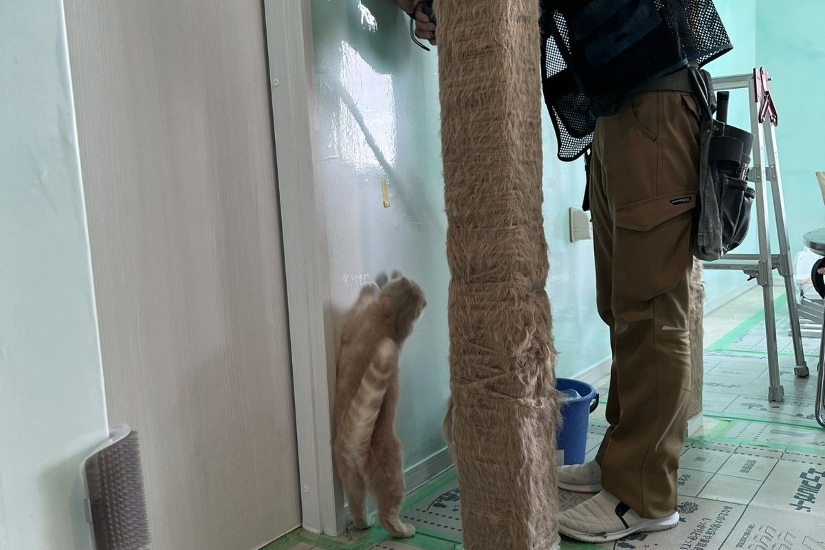 ▲飼主請裝修公司來修復貓房，喵監工現場督導工人：「這麻煩上去10公分喔！」（圖／Twitter：nekobeya35）