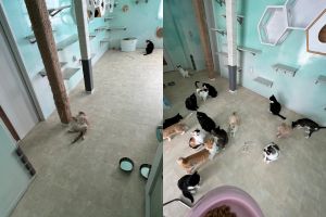 飼主養有多隻貓貓,這是開飯前貓房一小時與一分鐘前的差別。(圖/Twitter:nekobeya35) ▲飼主養有多隻貓貓,這是開飯前貓房一小時與一分鐘前的差別。(圖/Twitter:nekobeya35)