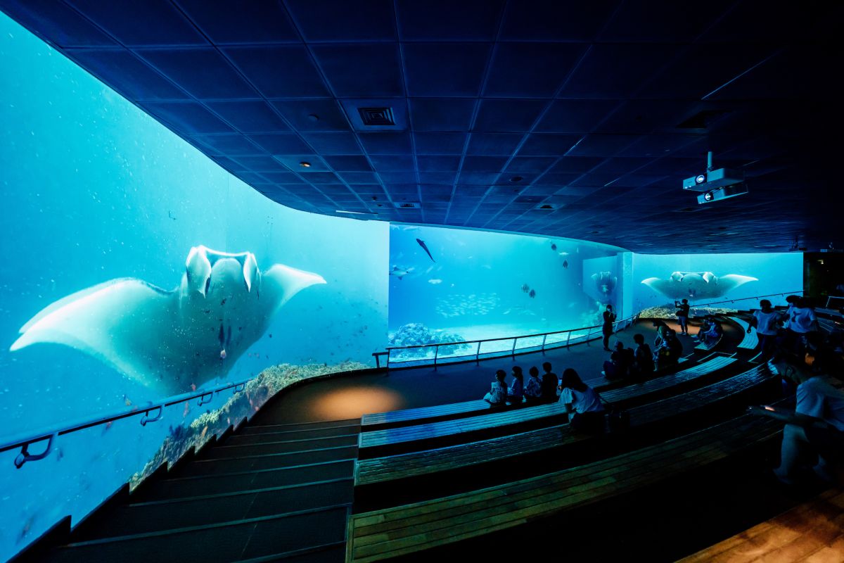 ▲屏東海生館7月1日推出全新互動體驗「魟魚飛行日誌」，結合大洋池打造虛實整合的沉浸式投影，讓觀眾好像一秒進入到蔚藍廣闊的海底世界中。（圖／國立海生館提供）