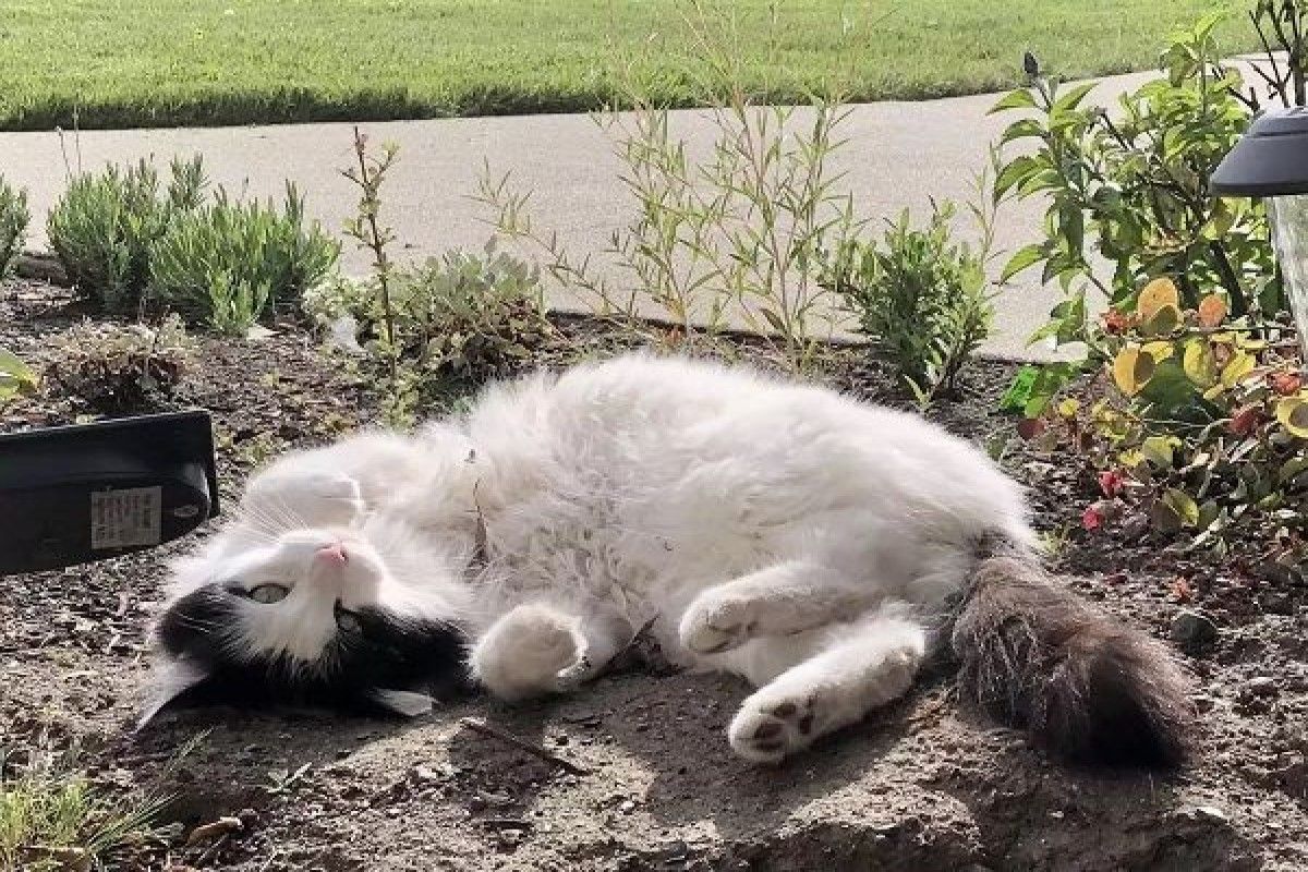 ▲國外一名女子發現一隻黑白貓經常在自家紗窗門前與家貓「聊天」。（圖／翻攝自The Dodo/Valerie May）