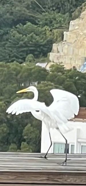 ▲▼林青霞家常有白鶴造訪。(圖/新浪娛樂微博) ▲▼林青霞家常有白鶴造訪。(圖/新浪娛樂微博)