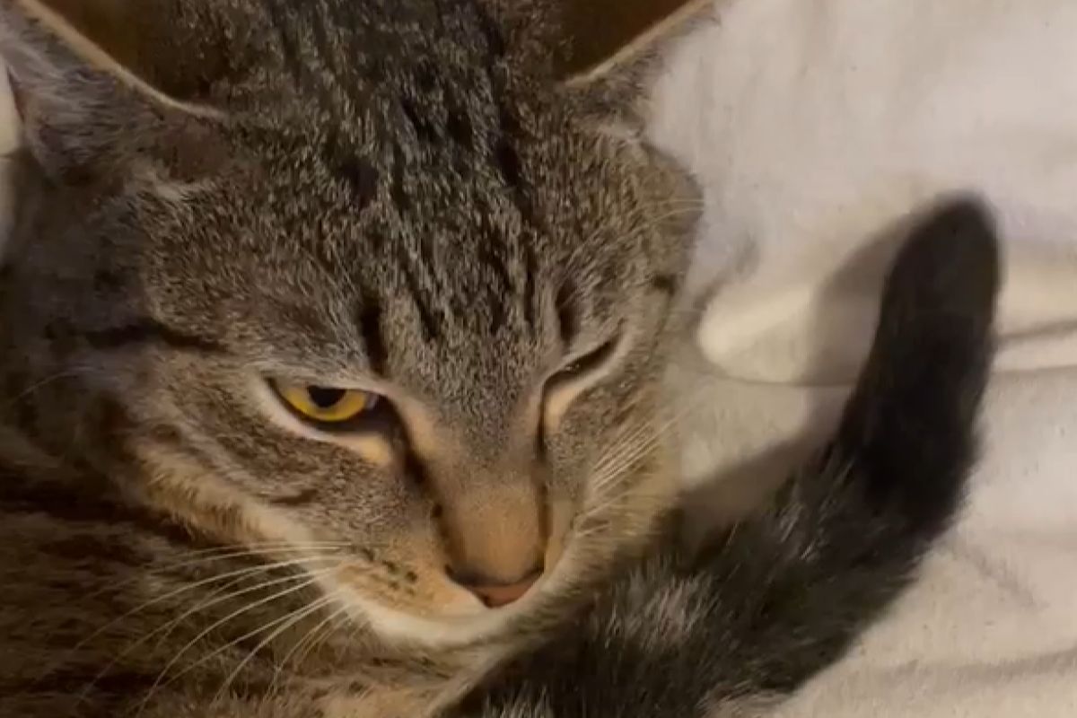 ▲超不耐煩！冷臉貓咪為了吃點心被主人抱在懷中，不停擺動的尾巴洩漏真心。（圖／Instagram：tacocatanddonuts）