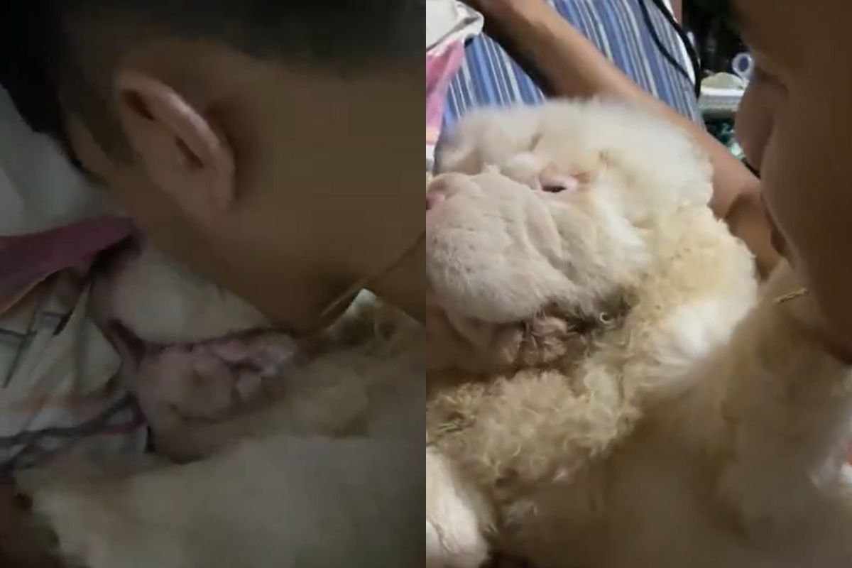 ▲只認媽咪！爸爸索吻被愛犬冷酷拒絕：「請保持社交距離」。（圖／Youtube：ViralHog）