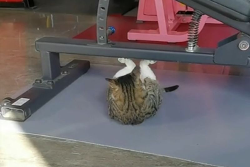 ▲一隻白底虎斑貓正在利用健身器材做「仰臥起坐」。（圖／抖音帳號虎老板的教练）