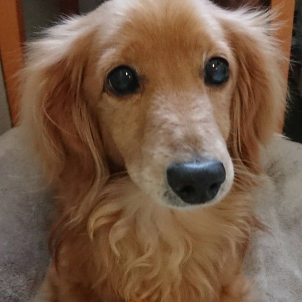▲繼羅伊之後,安倍晉三又養了一隻奶油色臘腸犬「羅恩(ロン)」,而鄰居也表示經常看見安倍夫妻一起遛狗散步。(圖/安倍昭惠IG)