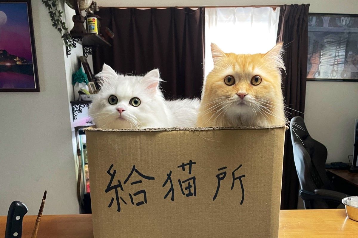 ▲疼惜妻子每天做飯辛苦，丈夫設置療癒吸貓處：「給你滿滿活力」。（圖／Twitter：NEKOLAND13）