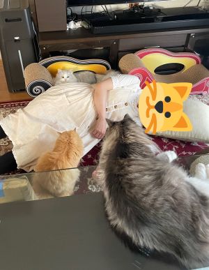 ▲妻子做完家務躺地休息，貓貓們立刻纏了上去。（圖／Twitter：NEKOLAND13）