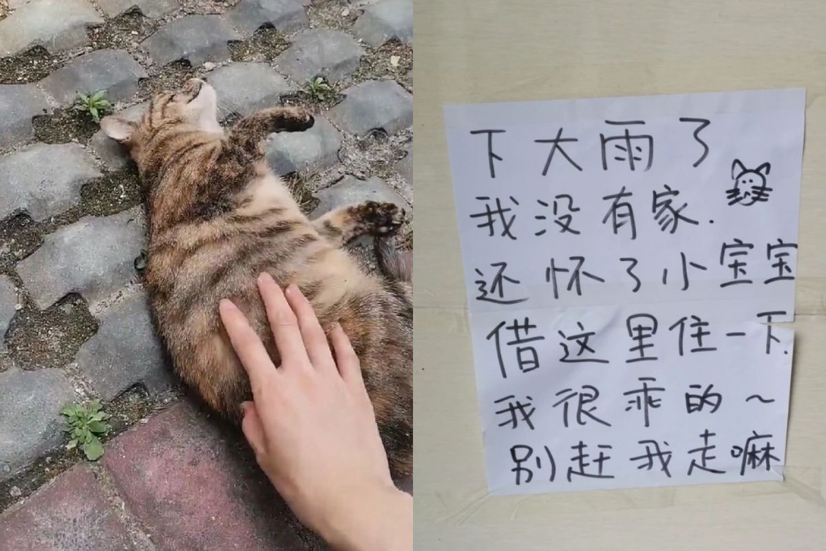 ▲社區中有住戶為借住的懷孕浪喵貼「貓媽公告」，網友看了直喊：「破防」。（圖／小紅書：永遠向美色低頭）