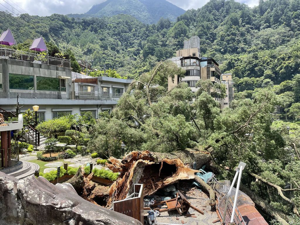 ▲台中市谷關地區位於神木谷假期大飯店內知名的五葉松樹木，飯店稱已有千年歷史，因主幹遭白蟻蛀食多年，2年前進行醫治，近日豪雨不斷，今天樹木倒塌，幸好沒有造成人員傷亡。（圖／中央社）