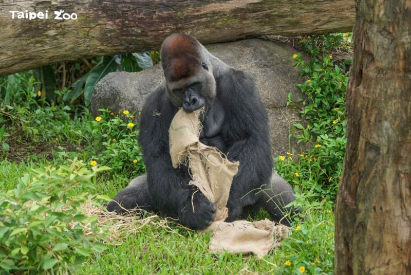 ▲為期8週的「動物夏夏叫」期間，並非全園區開放，僅有特定園區開放至9點。(圖／翻攝官網)