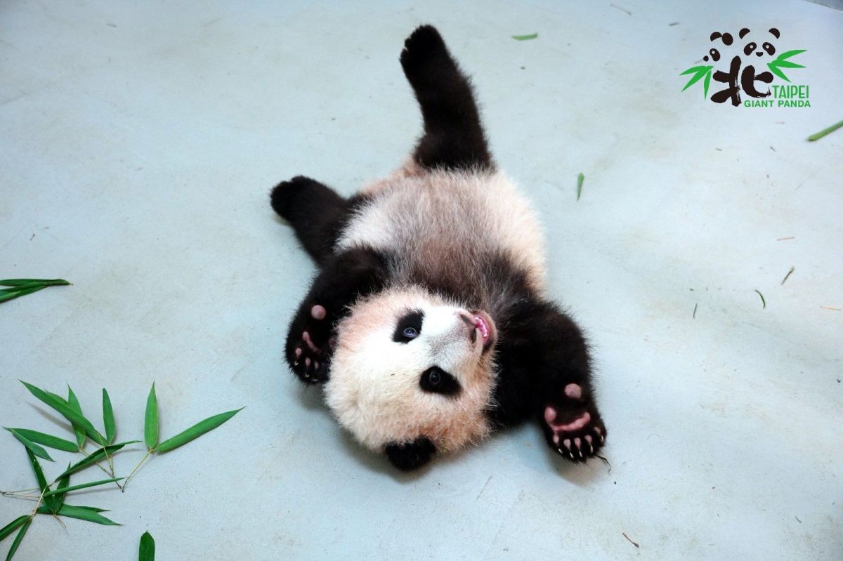 ▲中國擬贈送台北市立動物園大熊貓，但是引發民進黨市議員反對，並質疑送熊貓是統戰行為。(圖／北市動物園官網)