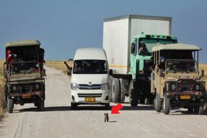 小屁獅過馬路半途停下示威！媽無奈「出面處理」：賣鬧啦
