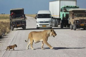 ▲納米比亞埃托沙國家公園有一隻母獅正帶著幼獅過馬路，遊客導覽車見狀全停下來觀看。（圖／翻攝自africageographic.com）