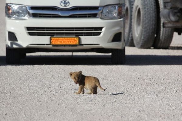 ▲幼獅：馬麻你在哪裡？怎麼丟下偶一個人？（圖／翻攝自africageographic.com）