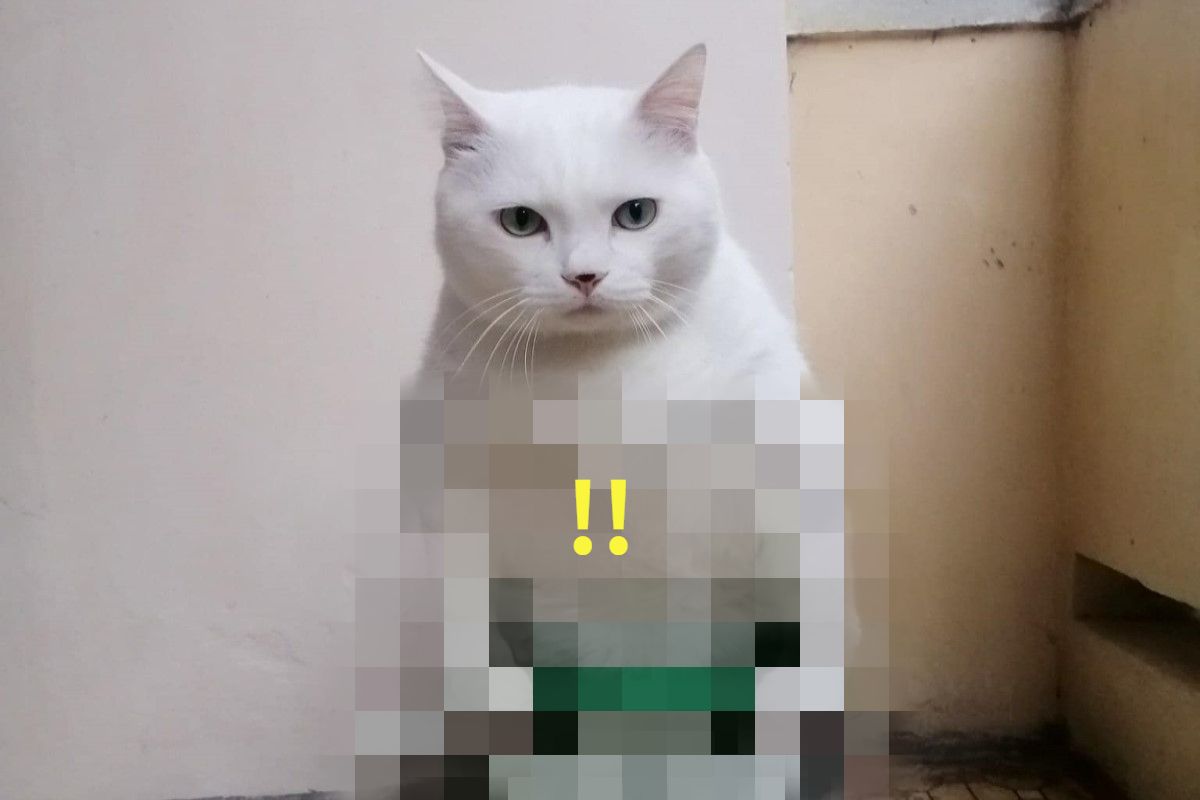 ▲白貓端坐在某一物上，卻讓網友全笑翻了！（圖／FB帳號Anny Sopaponprom）