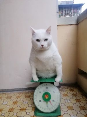 ▲這天白貓坐在磅秤上，表情看起來有點無奈。（圖／FB帳號Anny Sopaponprom）