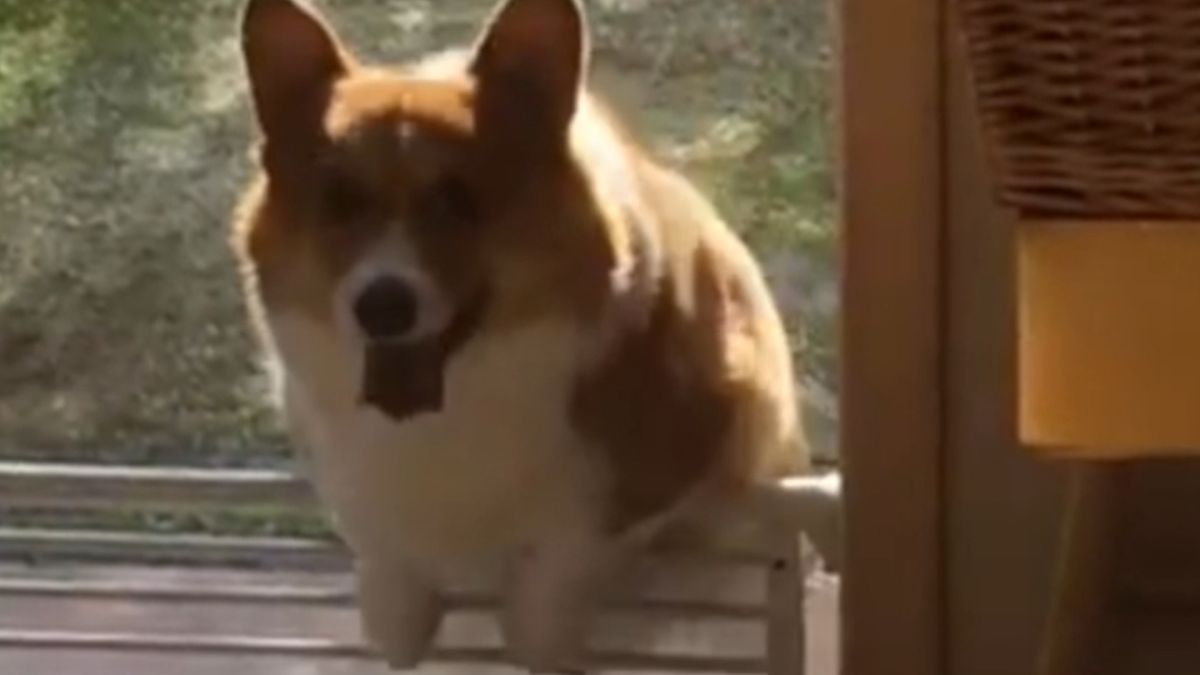 ▲柯基一直想要跳進屋，卻因為自己身材卡住，畫面讓人覺得可愛又療癒。（圖／AP美聯社／Jukin Media）