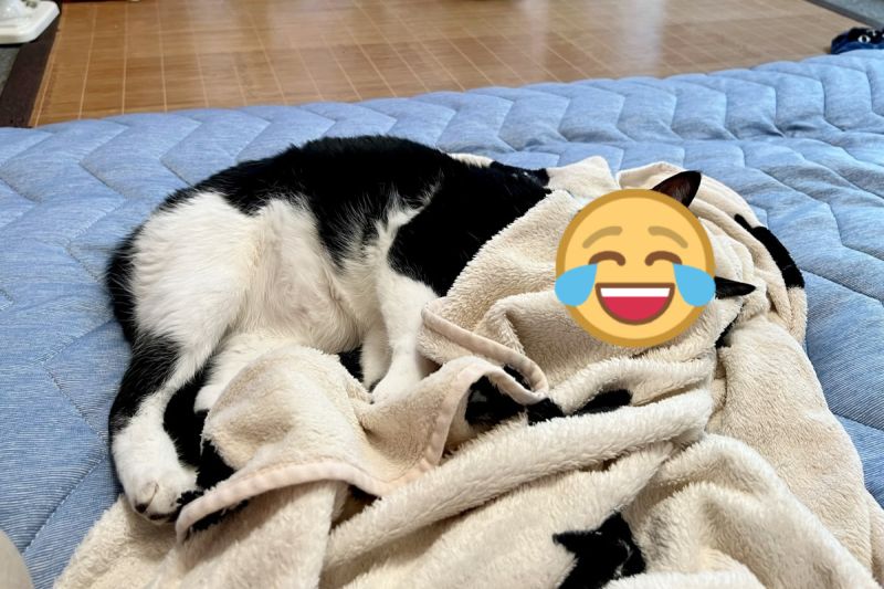 ▲日本一隻黑白貓利用毯子「無縫接軌」，讓飼主以為牠正在看自己。（圖／推特帳號omochi_nam01）
