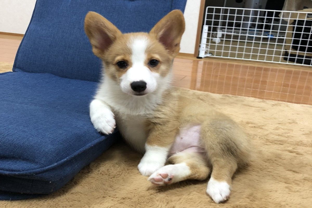 ▲日本一隻3個月大的柯基幼幼一到新家就立刻擺出大爺姿態。（圖／推特帳號MwBIUAKrHcJnuBf）