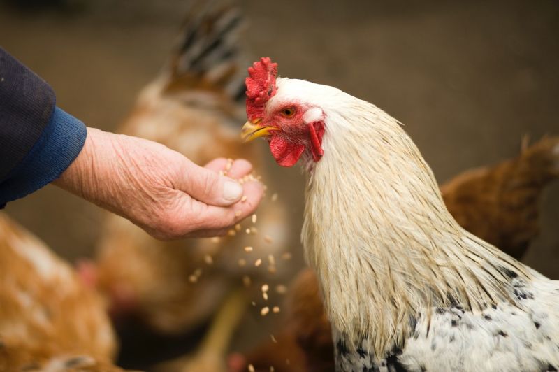 ▲有網友疑惑「在家養雞是否能省下買蛋錢？」（示意圖／翻攝Pexels）