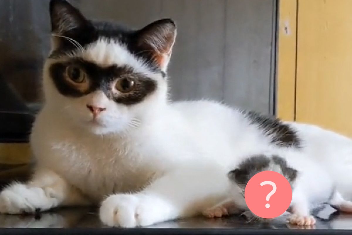 ▲米克斯貓長相奇特，眼睛四周天生長有眼罩，沒想到兒子竟完美繼承，網友笑：「果然驚喜包」。（圖／TiKTok：iwhy_）