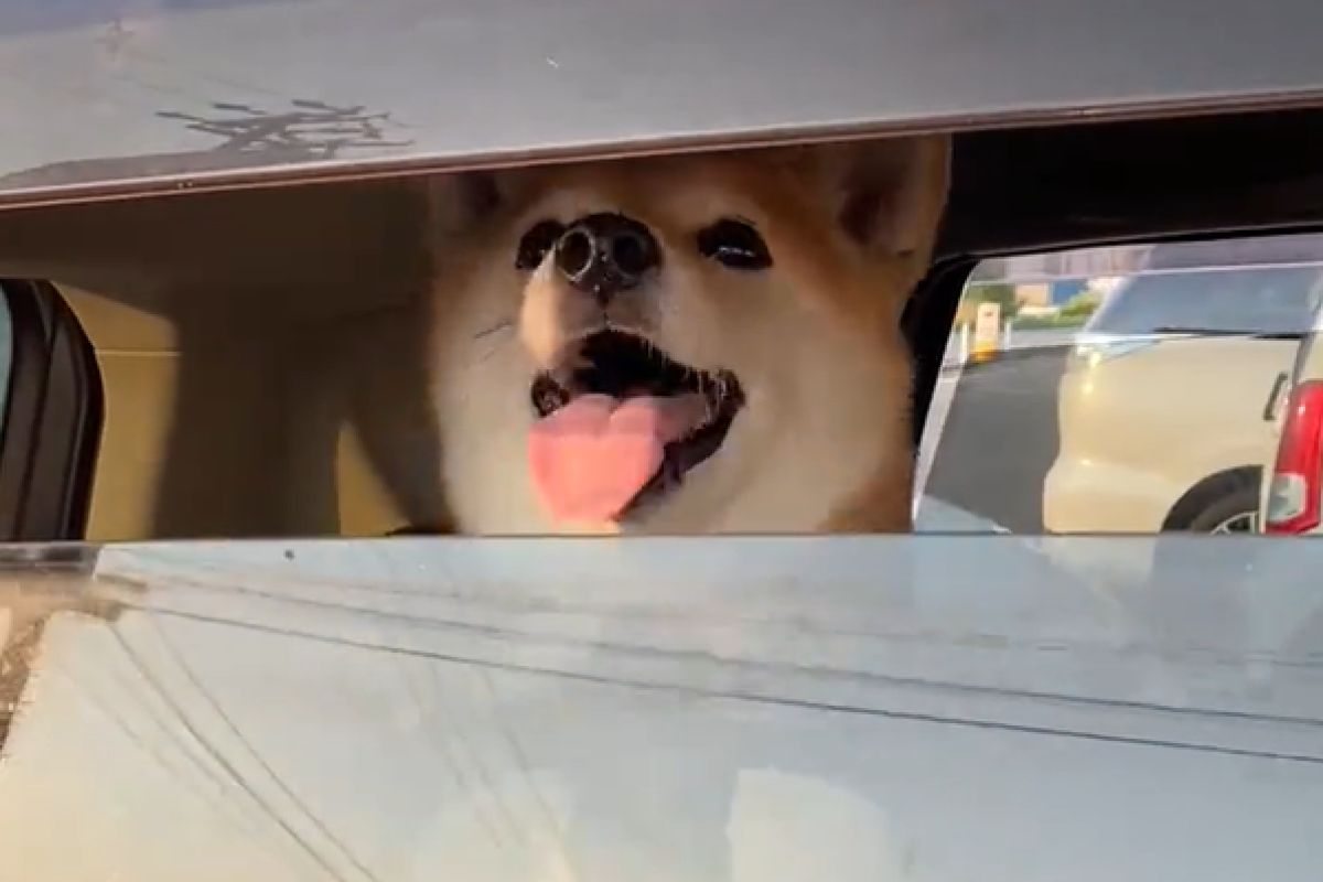 ▲早上就活力滿滿，柴犬對著車外的主人笑容滿面刷車窗，2秒影片狂播百萬次。（圖／Twitter：SibawanKinako）