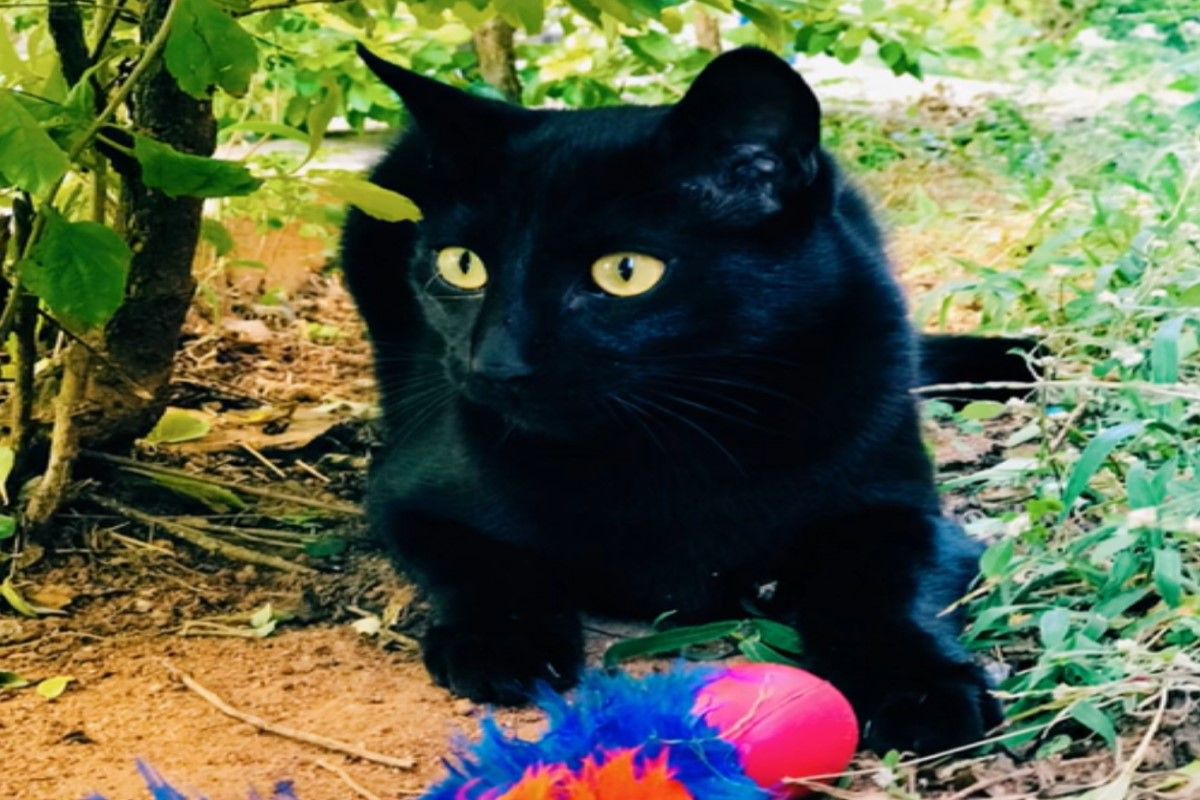 ▲巴西一隻黑貓替鄰居撈出掉進洞裡的鑰匙。（圖／TikTok帳號luhmeira7）