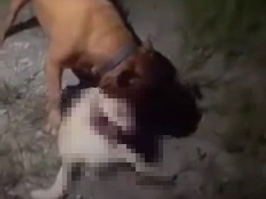 ▲高雄市梓官區一名飼主，日前放任自家比特犬隨意攻擊當地流浪狗，事後還將影片放上臉書炫耀。（圖／高雄市關懷流浪動物協會）